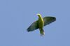 Andaman Green-pigeon flight.JPG