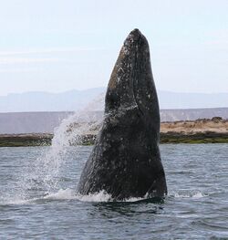 A gray whale breaching vertically, showing its very small eyes in relation to its very big head