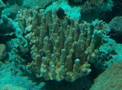 Antler Coral (Pocillopora grandis) - GRB.jpg