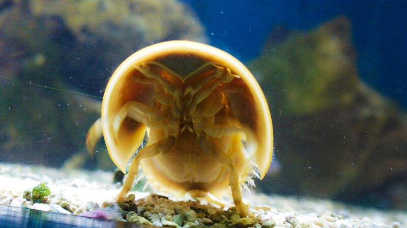 File:Atlantic horseshoe crab (Limulus polyphemus) (5).jpg