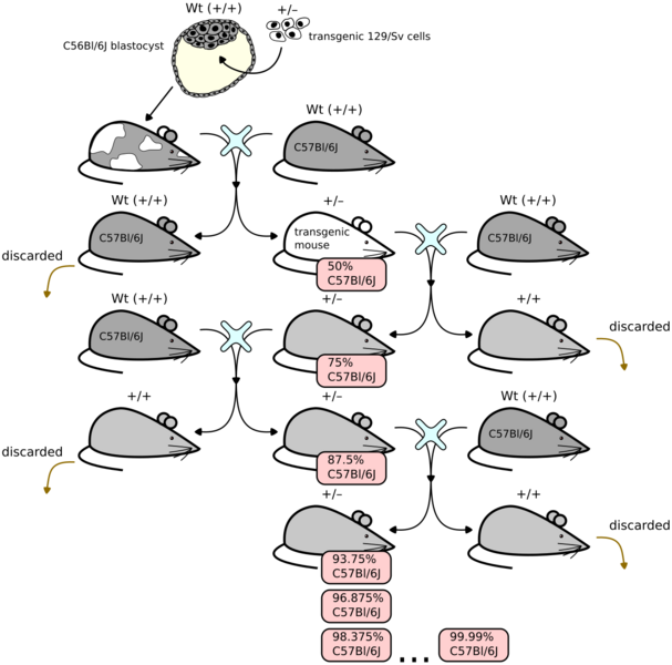 File:Backcrossing mice from chimera.svg