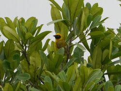 Bannerman's Weaver (Ploceus bannermani).jpg