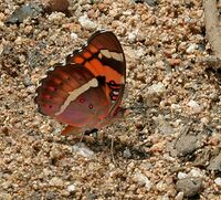 Baronet (Euthalia nais) in Narshapur, AP W IMG 1050.jpg