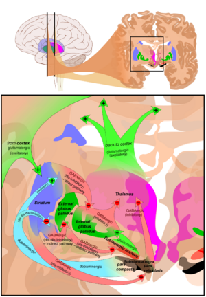 At the top, a line drawing of a side view of the human brain, with a cross section pulled out showing the basal ganglia structures in color near the center. At the bottom an expanded line drawing of the basal ganglia structures, showing outlines of each structure and broad arrows for their connection pathways.