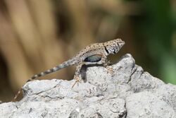 Big Bend Canyon Lizard - Flickr - GregTheBusker (3).jpg