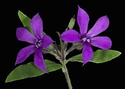 Billardiera variifolia - Flickr - Kevin Thiele.jpg