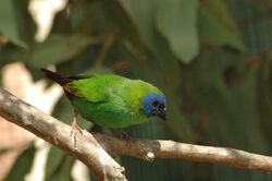 Blue-faced Parrotfinch.jpg