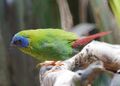 Blue-faced Parrotfinch (Bird enclosure) Wildlife Habitat Port Douglas, Queensland (31779741700).jpg