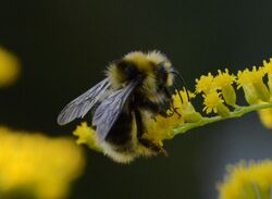 Bombus semenoviellus02.jpg