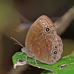 Brown-spot bush brown (Bicyclus madetes madetes) underside 4.jpg