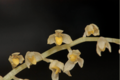 Bulbophyllum apodum Raab Bustamante.png