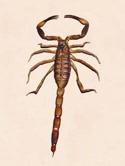 Buthidae - Babycurus buettneri.JPG