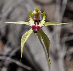 Caladenia stricta.jpg