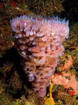 Callyspongia plicifera (Azure Vase Sponge).jpg