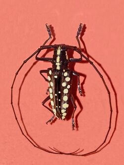 Cerambycidae - Taeniotes farinosua.jpg