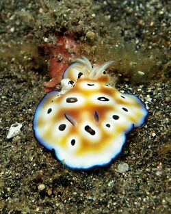 Chromodoris leopardus2.jpg