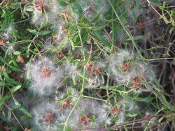 Clematis microphylla.jpg