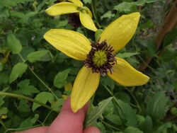 Clematite Golden Tiara® Kugotia.jpg