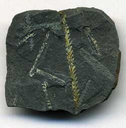 Climacograptus wilsoni Graptolite Fossils from Dob's Linn Scotland.jpg