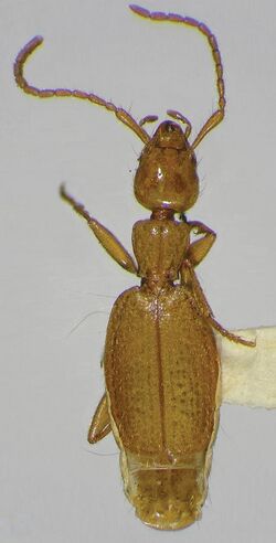 Coarazuphium whiteheadi - ZooKeys-315-017-g001-A.jpeg