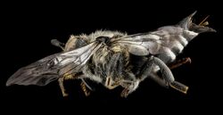 Coelioxys sodalis, F, side, Maine, Hancock County 2013-03-15-14.19.27 ZS PMax (8593895542).jpg