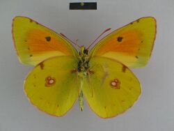 Colias caucasica caucasica male Lectotype 01 ventral side MNHU.jpg