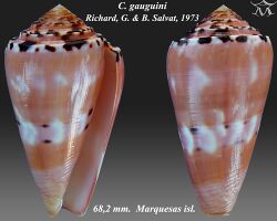 Conus gauguini 1.jpg