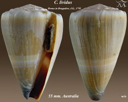 Conus lividus 4.jpg