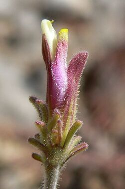 Cordylanthus parviflorus 6.jpg