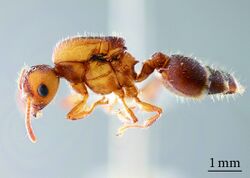 Crematogaster-coriaria-Mayr-1872-queen-a-body-in-lateral-view-b-full-face-view-of-head-c-dorsal-view-of-mesosoma-d-later.jpg