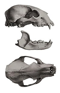 Skull of a spectacled bear