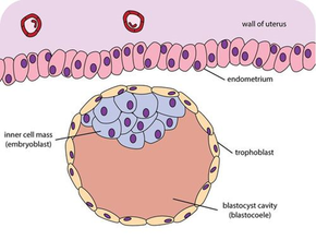 Diagram of Blastocyst stage.png