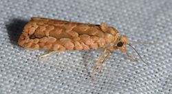 Diedra cockerellana - Cockerell's Moth (15111675690).jpg