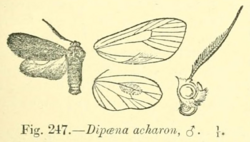 Dipaenae ferruginosa Hampson 1900.png