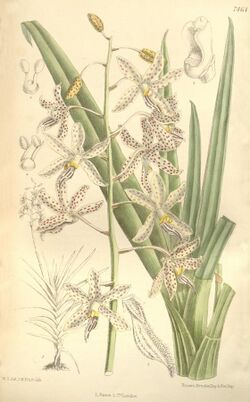 Dipodium paludosum - Curtis' 122 (Ser. 3 no. 52) pl 7464 (1896).jpg