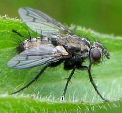 Diptera-Tachinidae-Ramonda-spathulata-201205160180.JPG