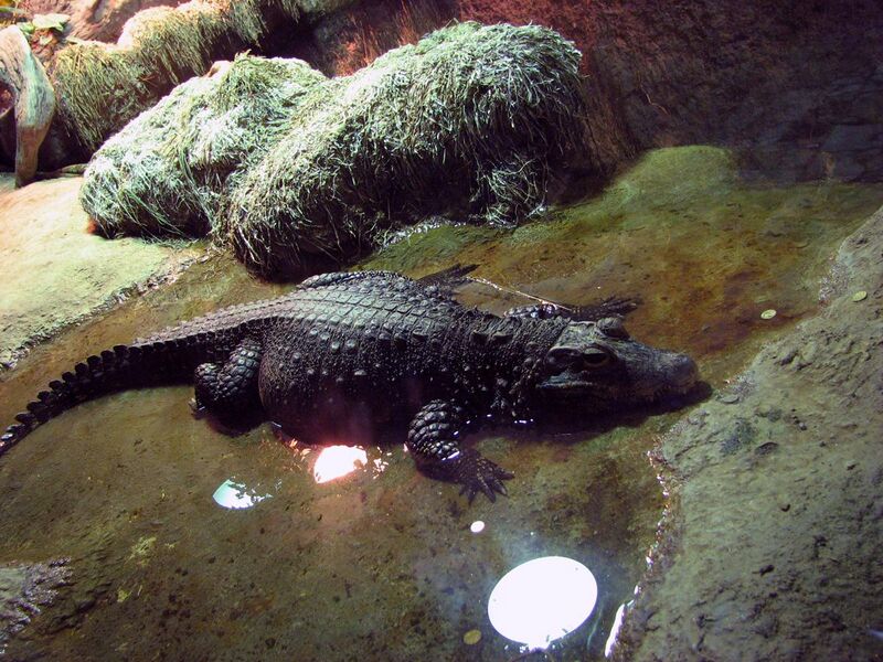 File:Dwarf crocodile 01.JPG