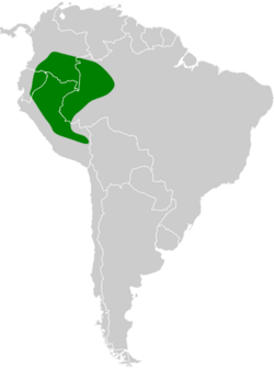 Epinecrophylla erythrura map.svg