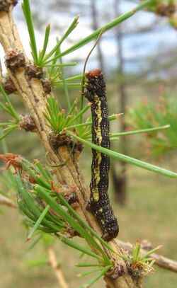 Erannis jacobsoni larva.jpg