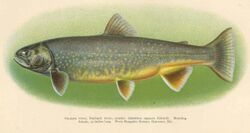 FMIB 38996 Oquassa trout; blueback trout; quasky Salvelinus oquassa (Gerard) Breeding female 15 inches long From Rangely Stream, Oquossoc.jpeg