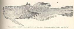 FMIB 40109 Upsilonphorus y-Graecum (Cuvier & Valenciennes) Star-gazer Matanzas River Inlet, Florida.jpeg