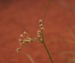 Fimbristylis dichotoma flowers.jpg