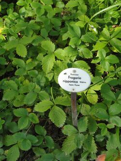 Fragaria yezoensis - Botanischer Garten, Frankfurt am Main - DSC03269.JPG