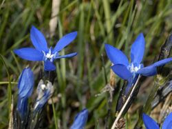 Gentianaceae - Gentiana bavarica.jpg