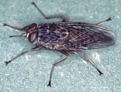 Glossina-morsitans-adult-tsetse-fly-2.jpg