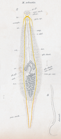 Goto 1894 - Studies on the Ectoparasitic Trematodes of Japan - Plate 1 - Microcotyle sebastis.png