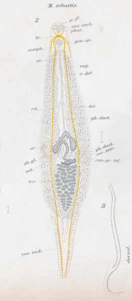 File:Goto 1894 - Studies on the Ectoparasitic Trematodes of Japan - Plate 1 - Microcotyle sebastis.png