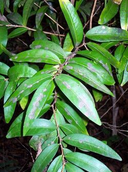 Hedraianthera porphyropetala Coffs Harbour.jpg