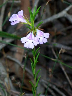 Hemigenia purpurea Kuring-gai Chase National Park.jpg