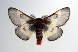 Hemileuca lucina - New England Buck Moth.jpg